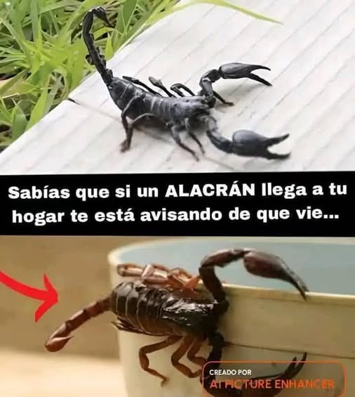 Sabías q si un ALACRÁN llega a tu hogar te está avisando de q vie…Ver ...